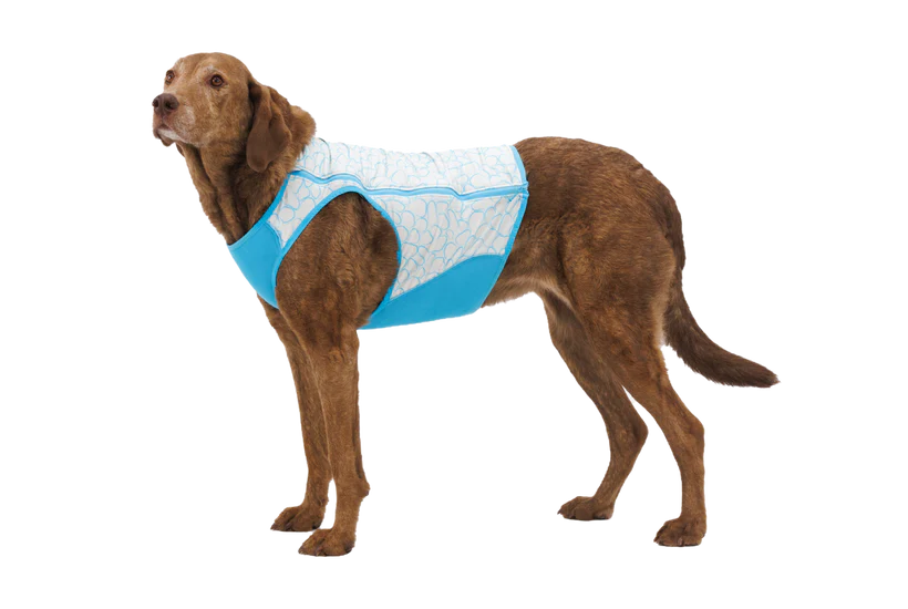 A dog wearing a blue and white Ruffwear Swamp Cooler Zip Cooling Vest for dogs with a geometric pattern.
