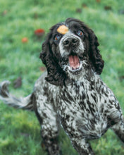 Load image into Gallery viewer, Luxury White Fish Cubes