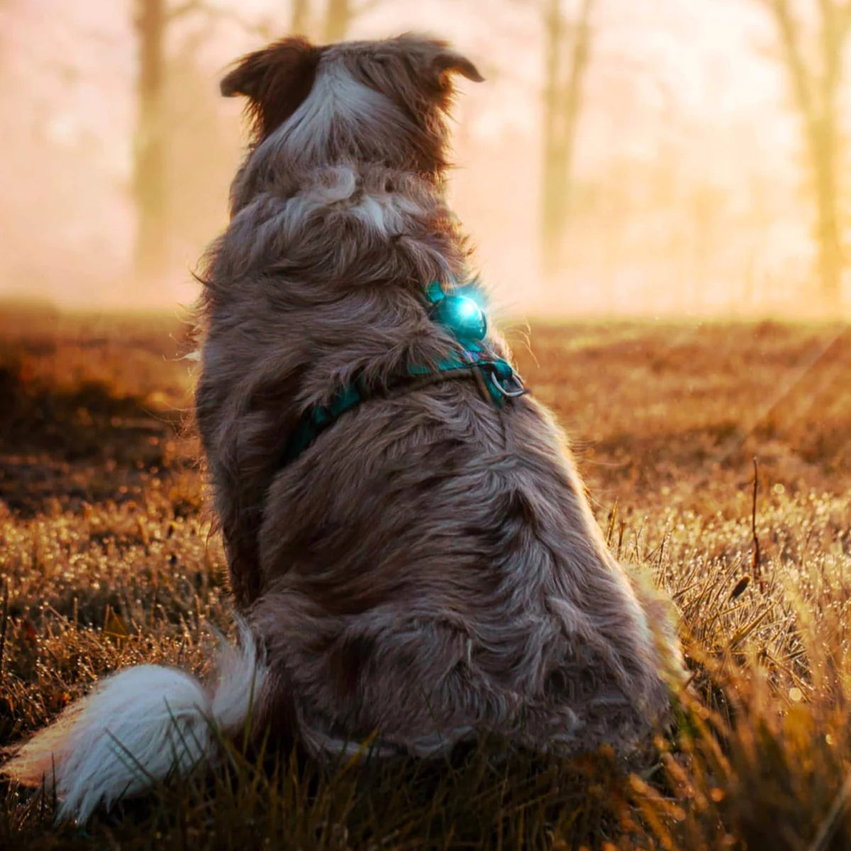 Orbiloc Dog Safety Light - Various Colours