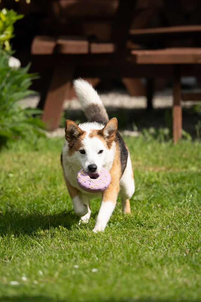 Iced Ring Biscuit squeaky
