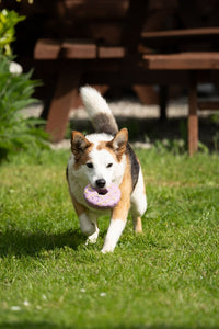 Iced Ring Biscuit squeaky
