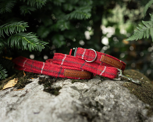 Red Check Dog Collars & Leads