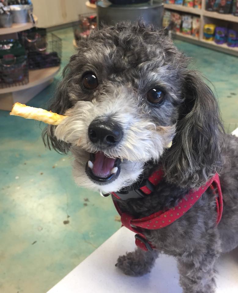 No Hide Dog Stix - Perfect for small dogs - Easily Digestible - Earth Animal