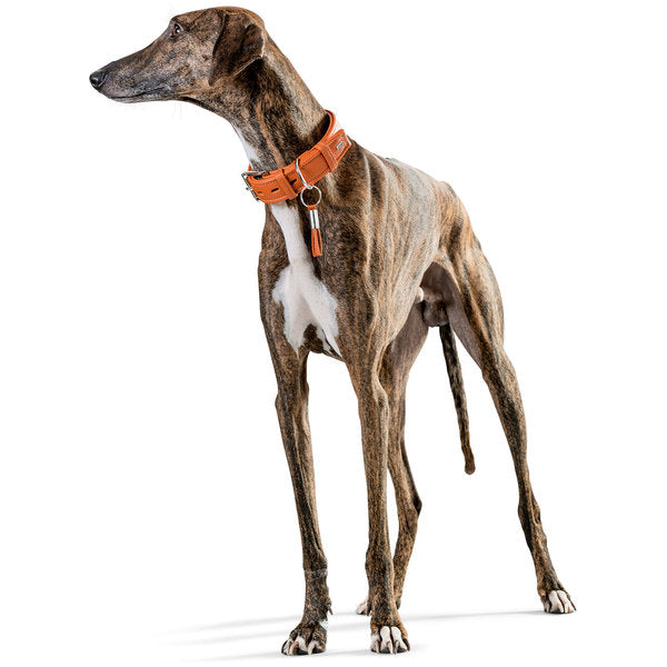Hunter 'Cannes' Leather Collar - Orange