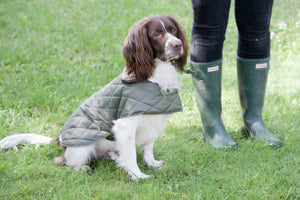 Mutts & Hounds Olive Quilted Coat - LIMITED SIZES