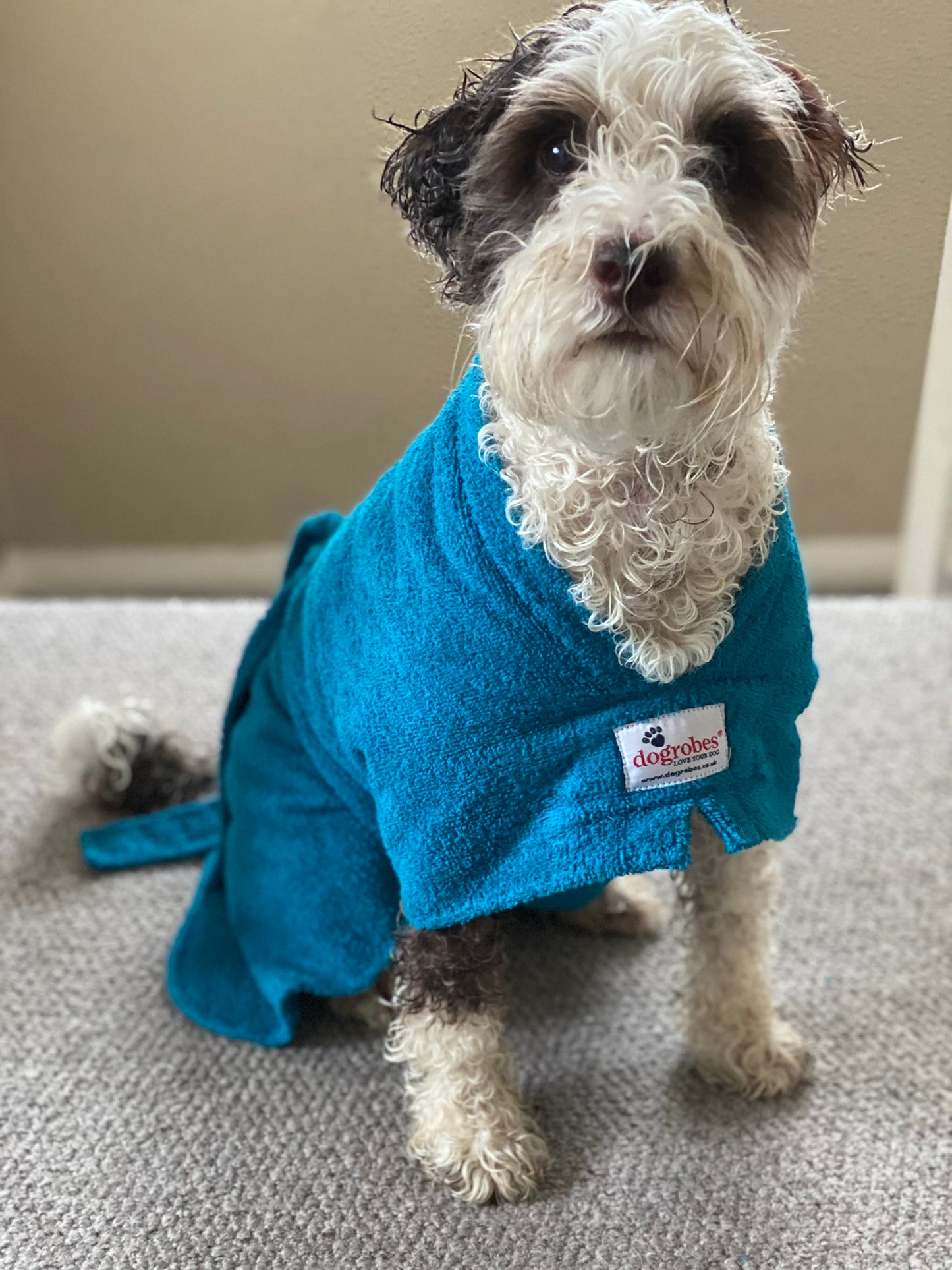 Bob the dog sat in his blue drying robe