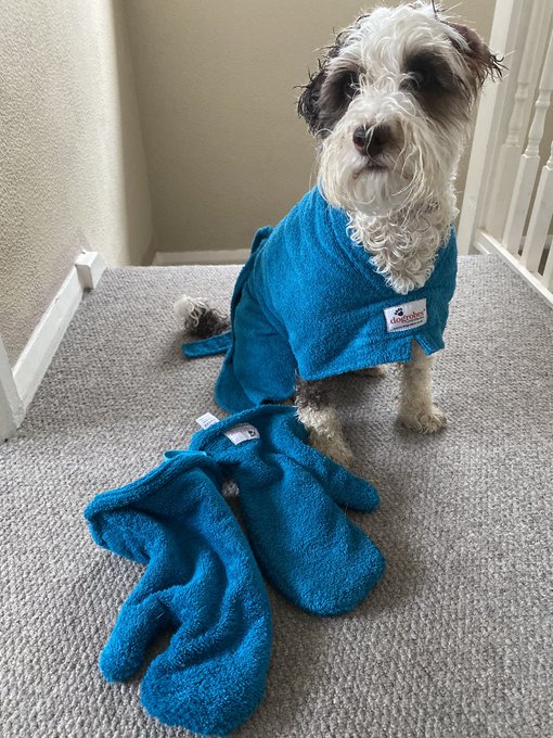 bob wearing a drying robe with a pair of drying gauntlet mits in front of him