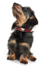 Load image into Gallery viewer, Hunter Davao Collar - Multi Colour