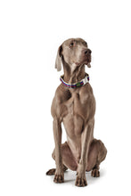 Load image into Gallery viewer, Hunter Davao Collar - Multi Colour