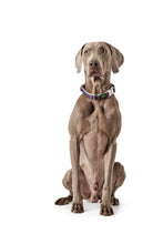 Load image into Gallery viewer, Hunter Davao Collar - Grey