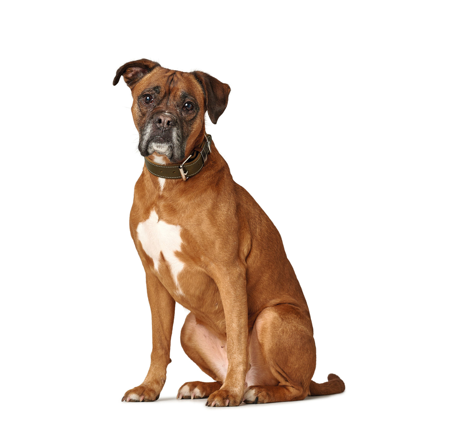 Hunter Aalborg Special Leather Collar