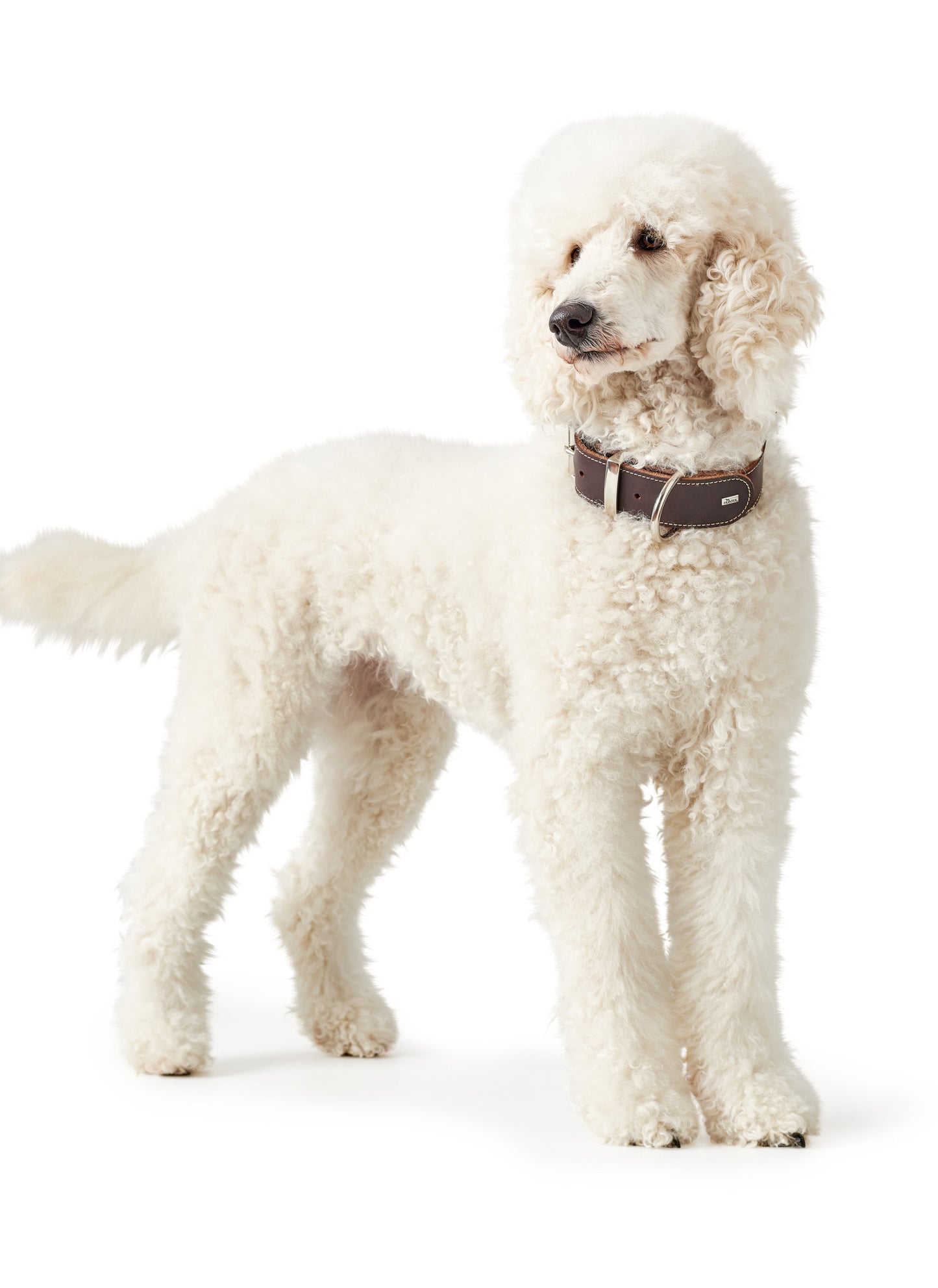 Hunter Aalborg Special Leather Collar