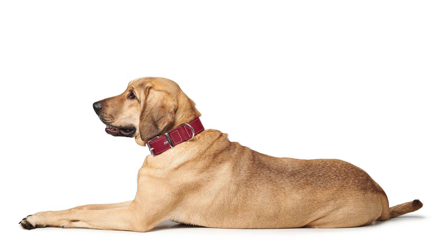 Hunter Aalborg Special Leather Collar