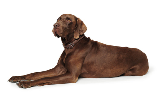 Round and Soft Training Collar - Hunter - Brown/Black