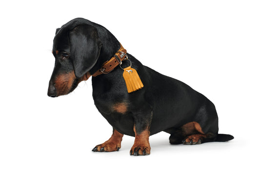 Hunter 'Lucca' Petit Leather Collar - Mustard