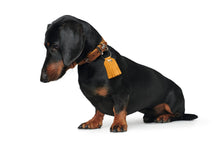 Load image into Gallery viewer, Hunter &#39;Lucca&#39; Petit Leather Collar - Mustard