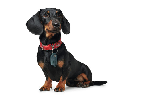 Hunter 'Lucca' Petit Leather Collar - Red & Turquoise