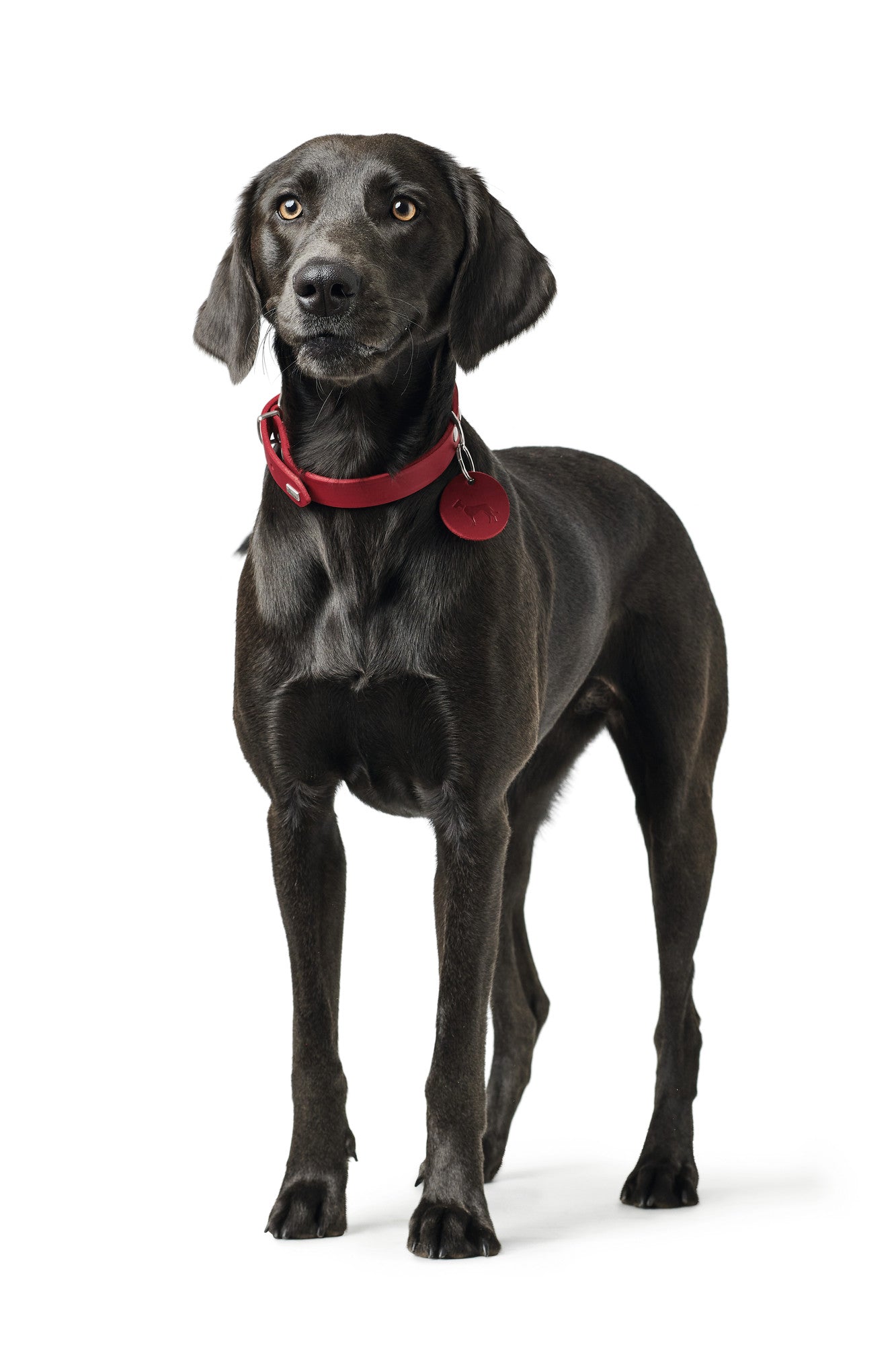 Aalborg Leather Collar - Hunter - Various colours