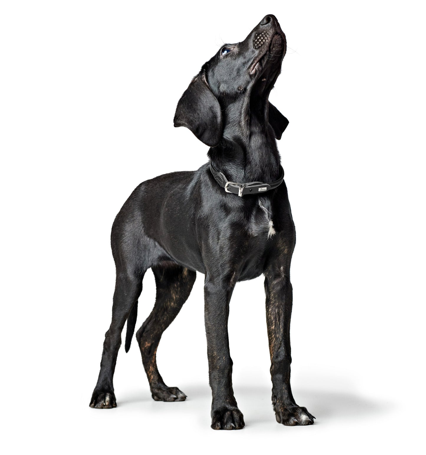 Round and Soft Leather Collar - Hunter