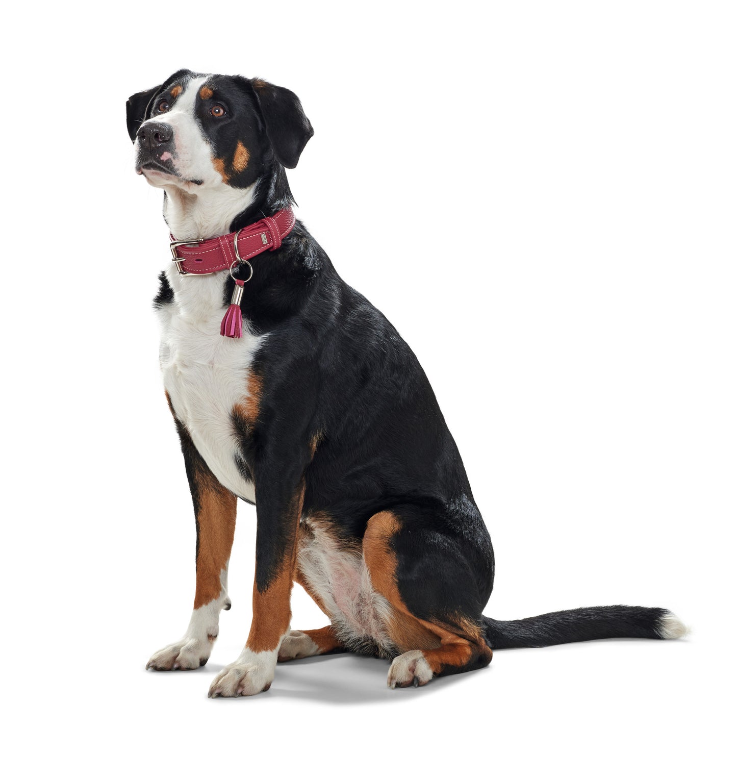 Hunter 'Cannes' Leather Collar - Burgundy - ONE SIZE REMAINING