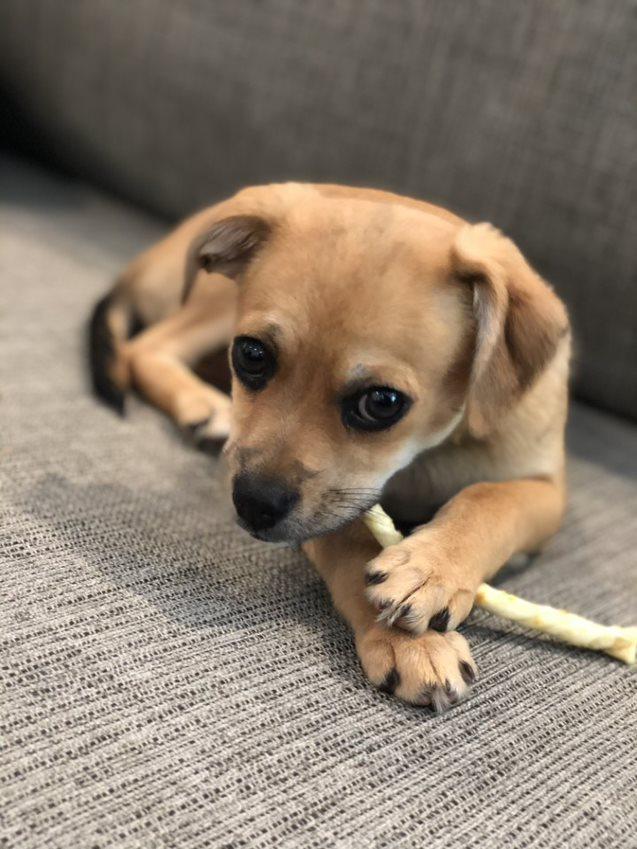 No Hide Dog Stix - Perfect for small dogs - Easily Digestible - Earth Animal