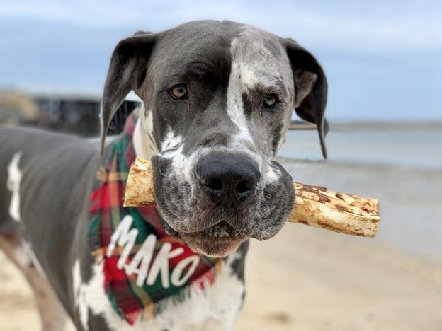 No-Hide Beef Chew - Easily Digestible - Earth Animal