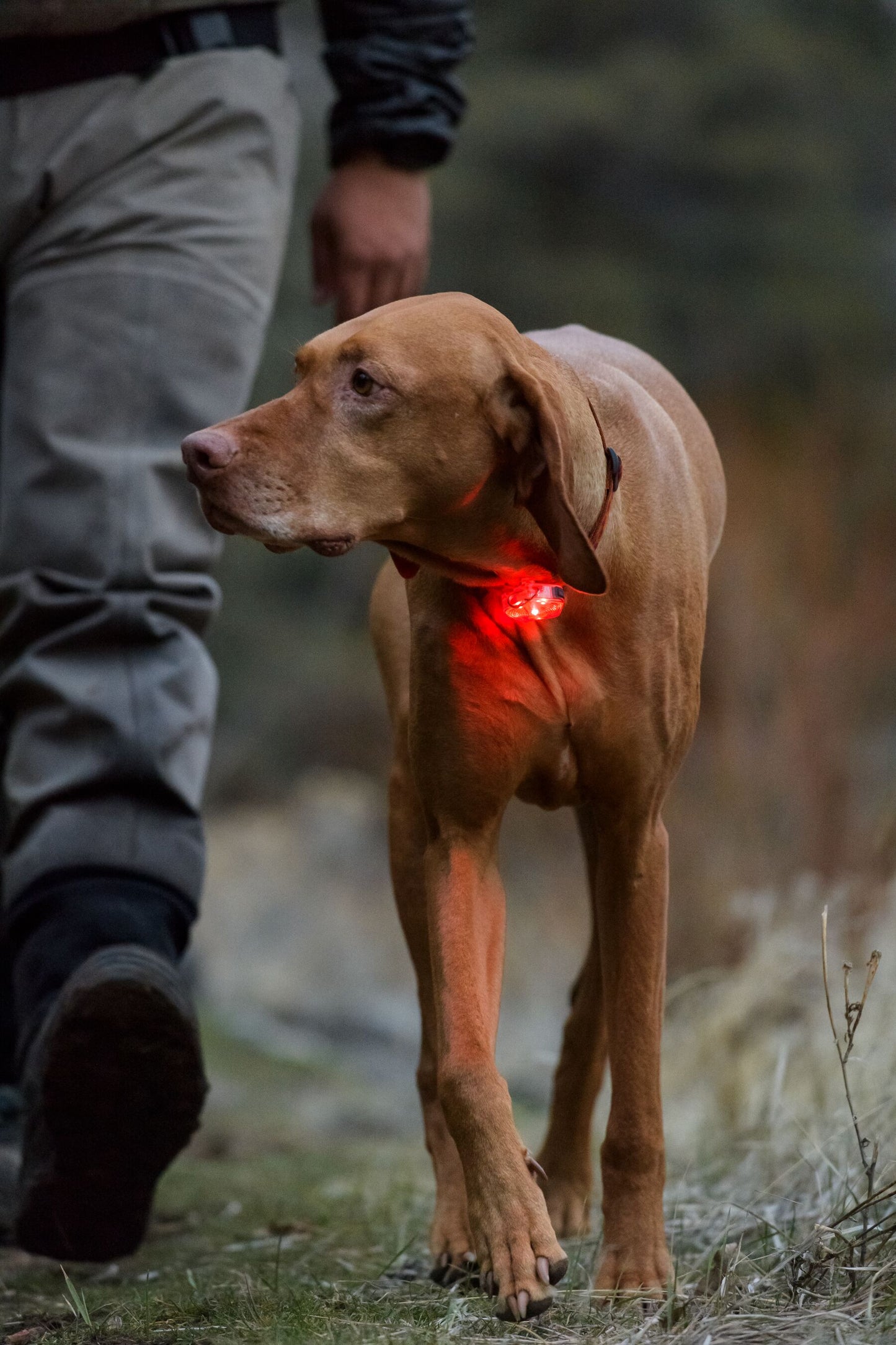 Ruffwear - The Beacon Safety Light high performance safety light