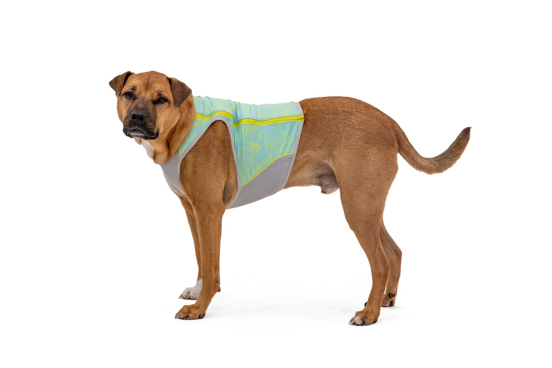 A dog wearing a blue mist Ruffwear Swamp Cooler Zip Cooling Vest for dogs with a geometric pattern.