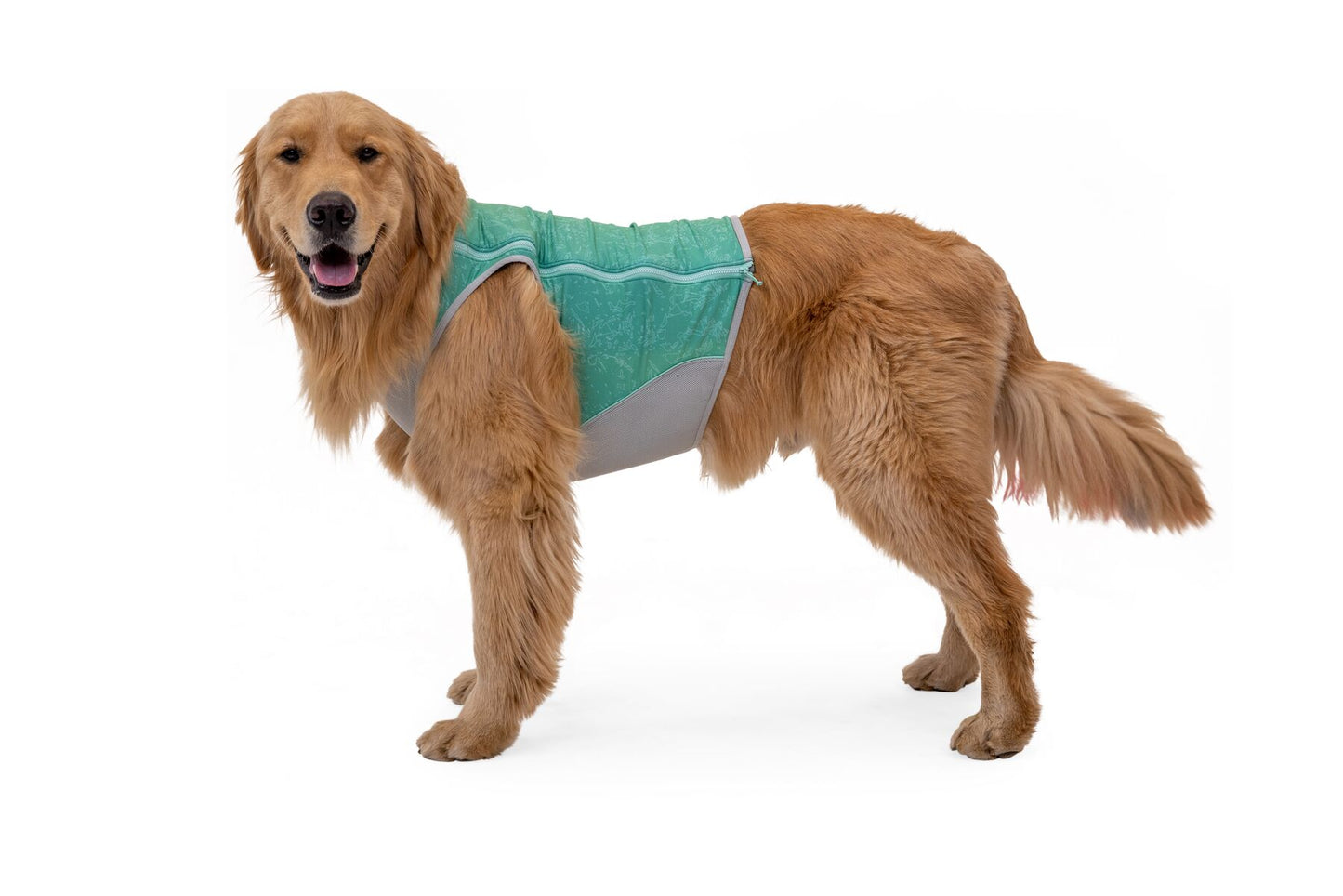 A dog wearing a teal Ruffwear Swamp Cooler Zip Cooling Vest for dogs with a geometric pattern.