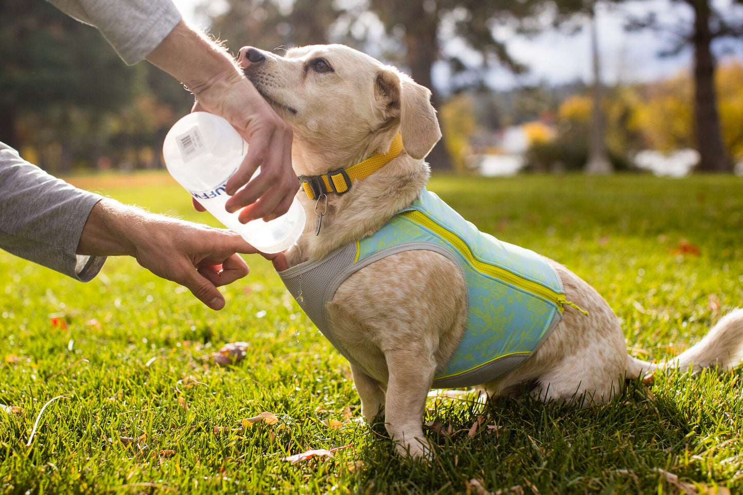 A dog wearing a blue mist blue and white Ruffwear Swamp Cooler Zip Cooling Vest for dogs with a geometric pattern.