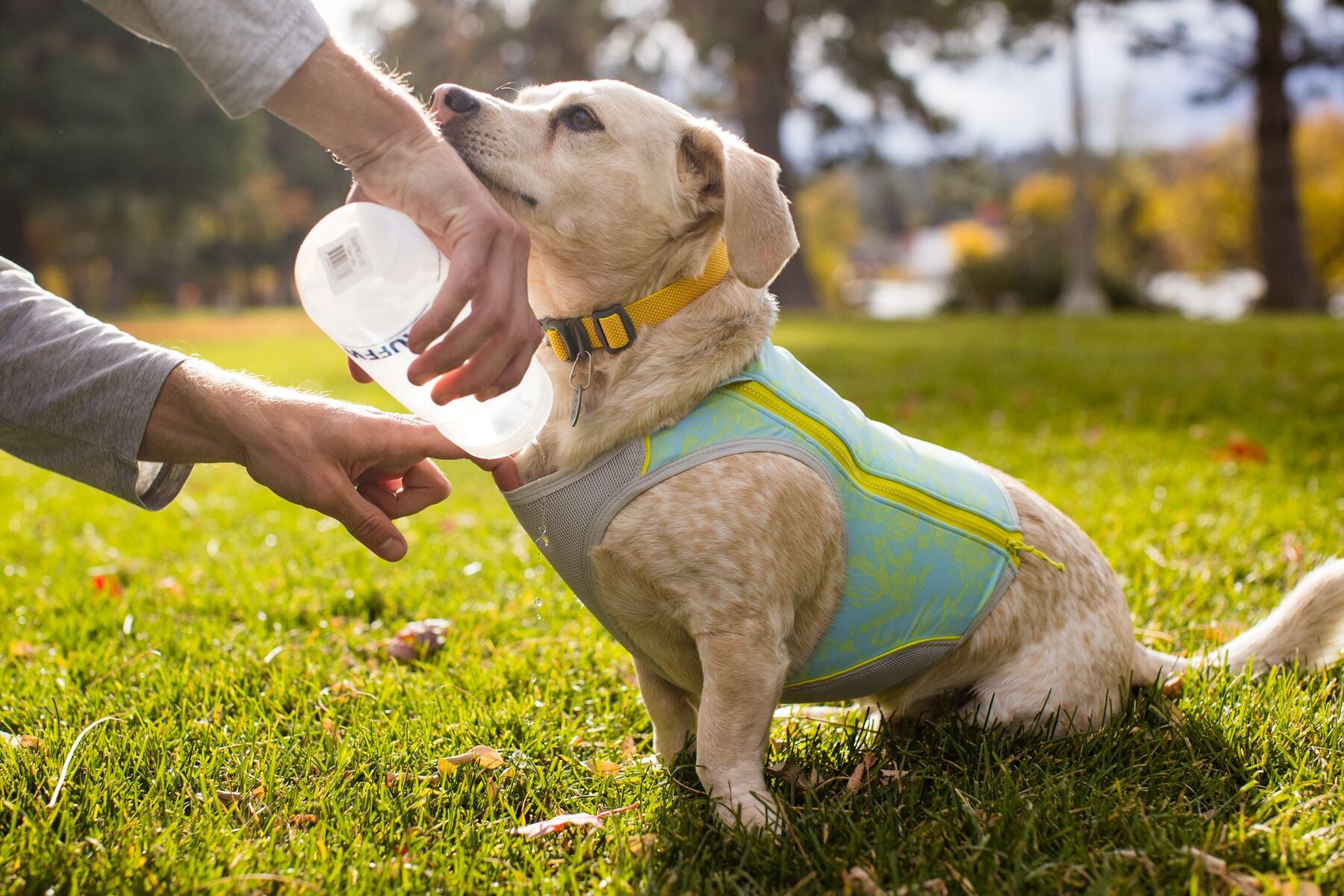 A dog wearing a blue mist blue and white Ruffwear Swamp Cooler Zip Cooling Vest for dogs with a geometric pattern.