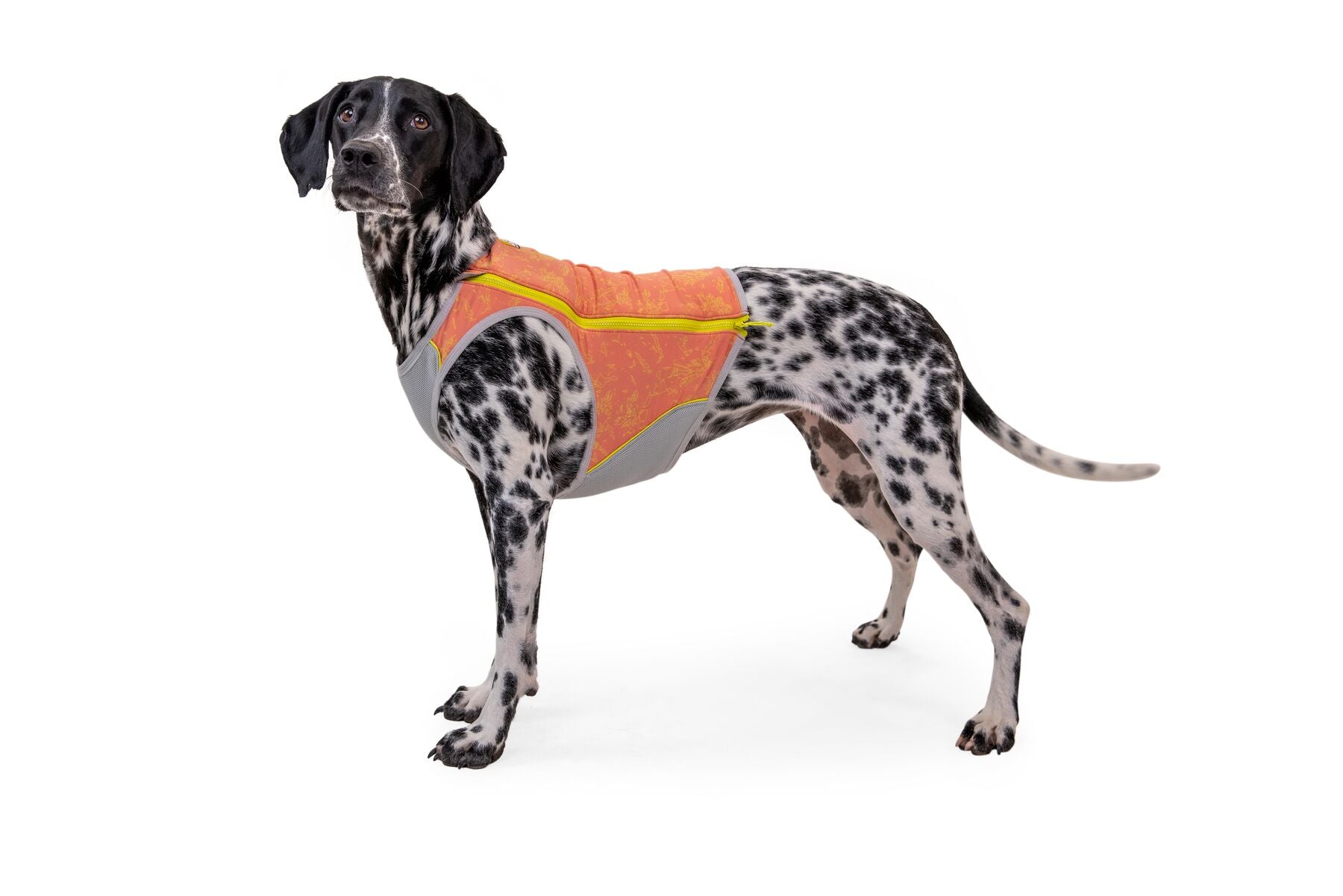 A dog wearing a salmon pink Ruffwear Swamp Cooler Zip Cooling Vest for dogs with a geometric pattern.
