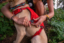 Load image into Gallery viewer, Ruffwear Switchbak Harness in Red Sumac
