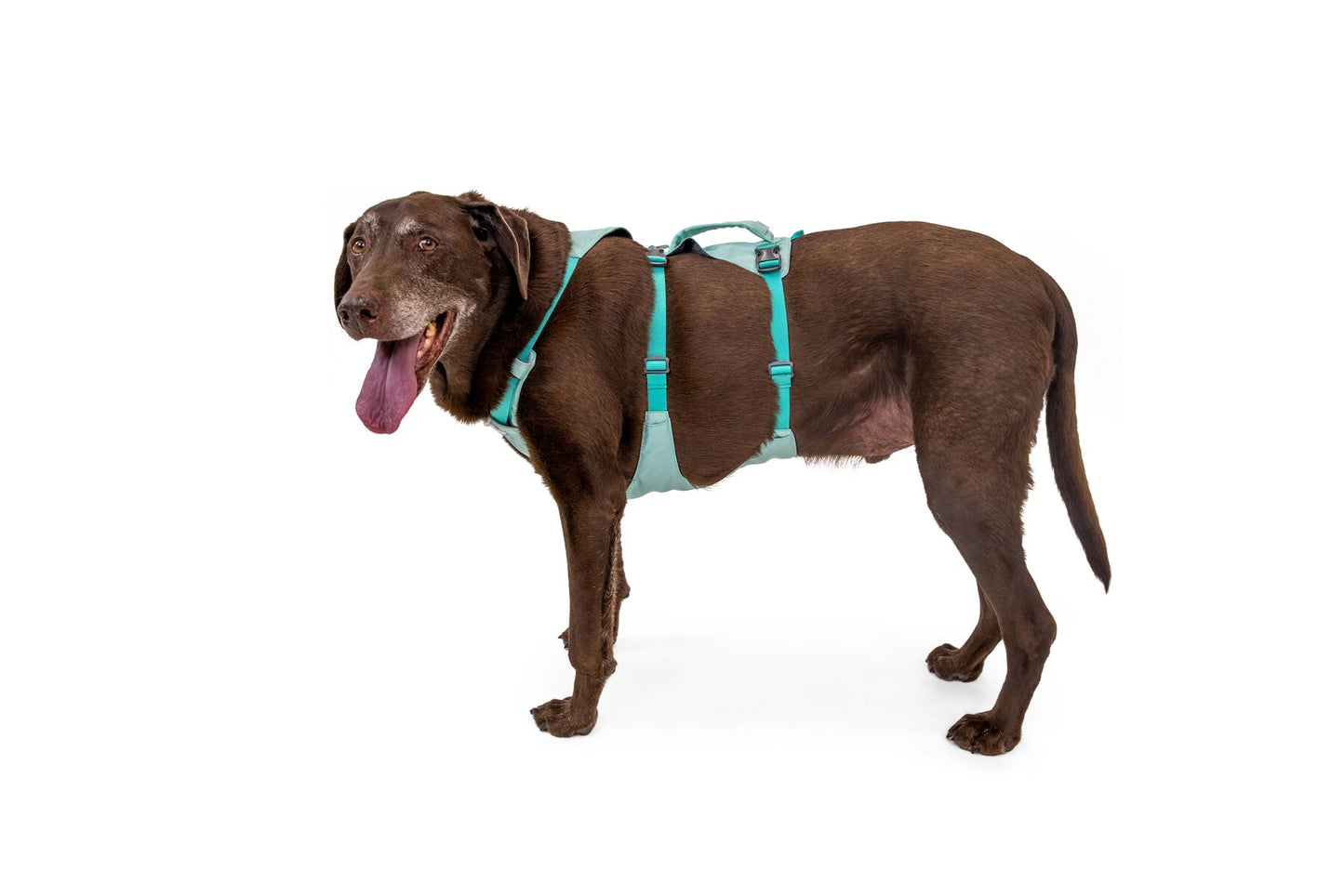 Ruffwear Flagline Harness