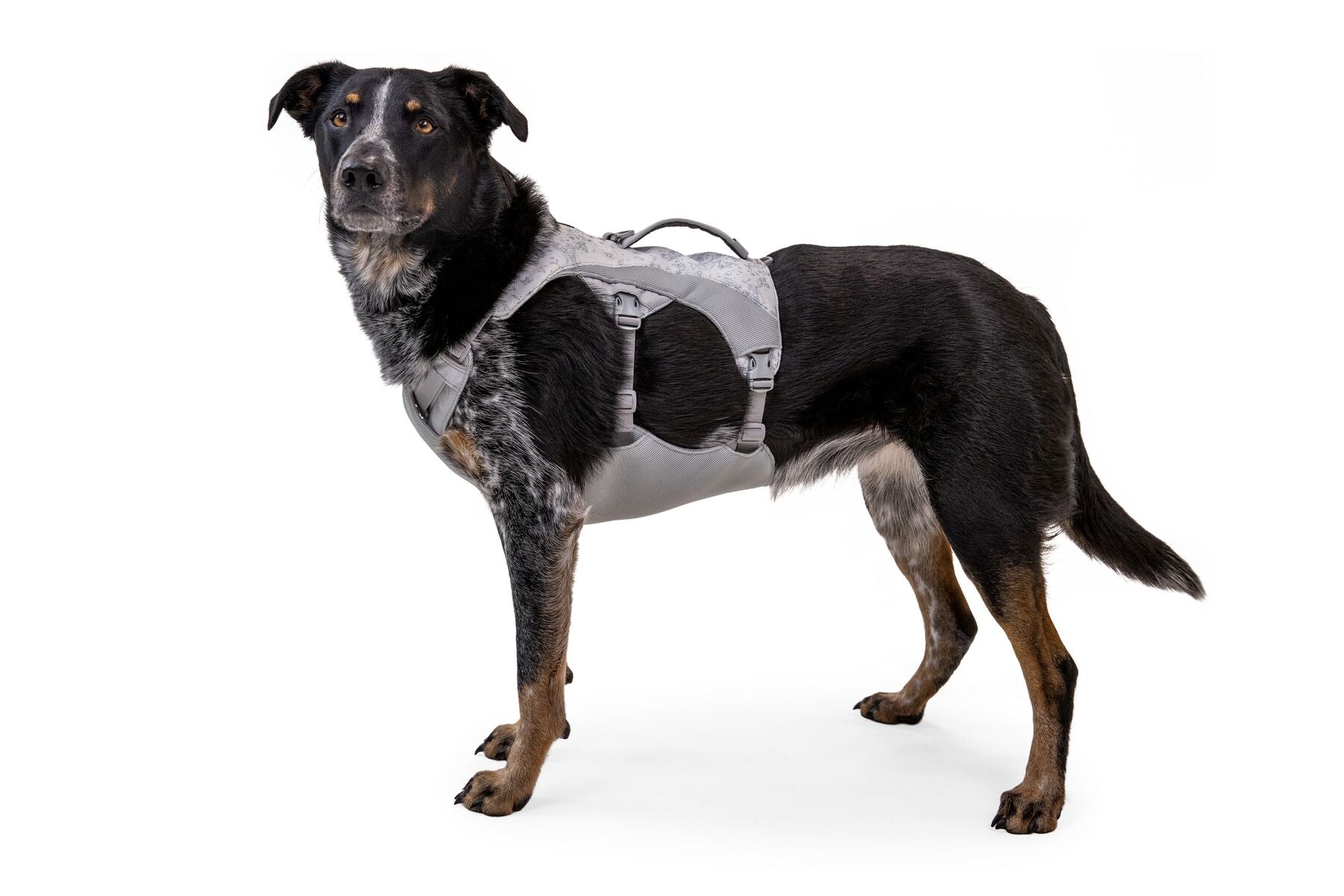 RUFFWEAR Swamp Cooler ハーネス XXS Ruffwear Swamp Cooler - Dog Cooling Harness - ONLY XXS and L/XL