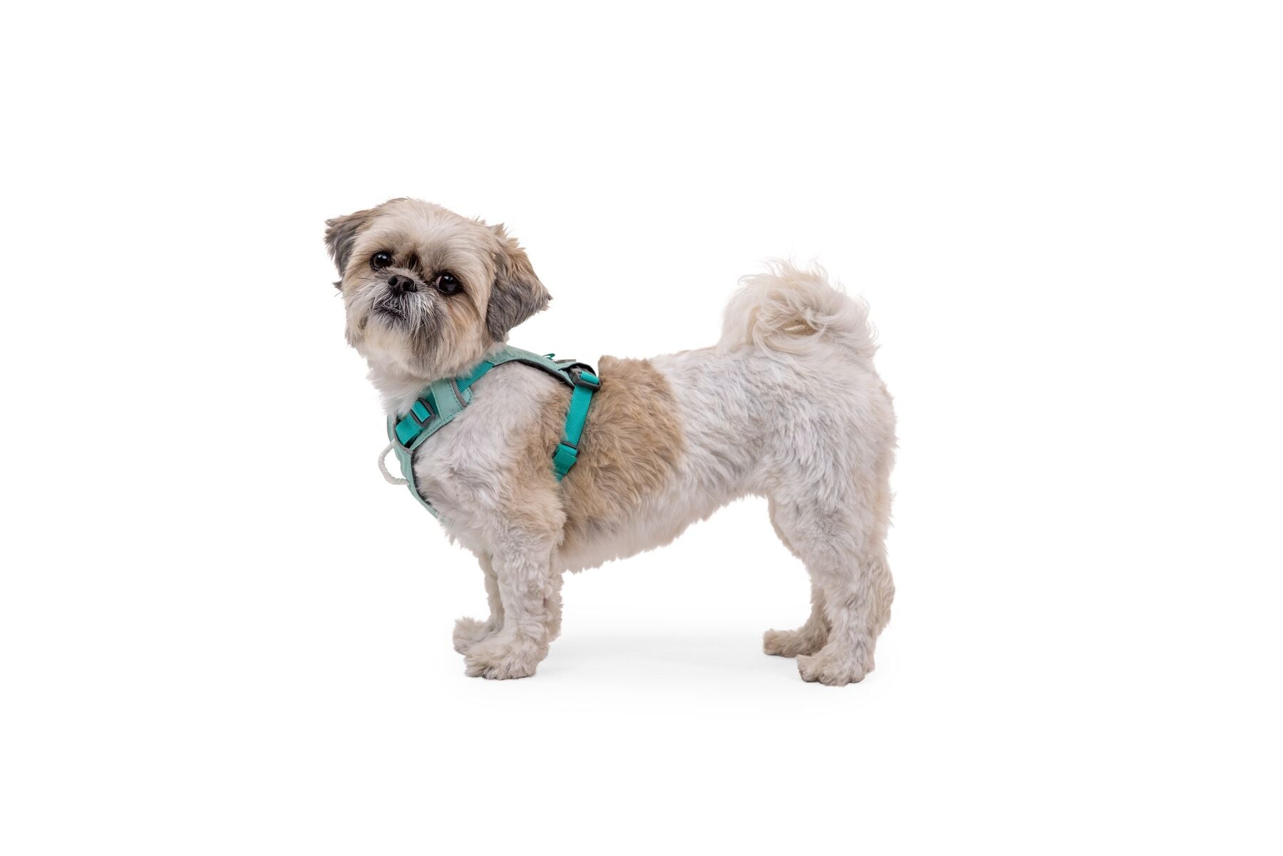 Ruffwear hi and light harness on a mini breed