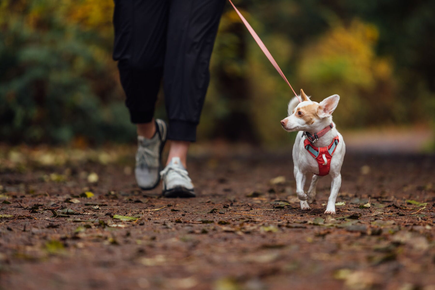 Ruffwear Hi & Light Lead