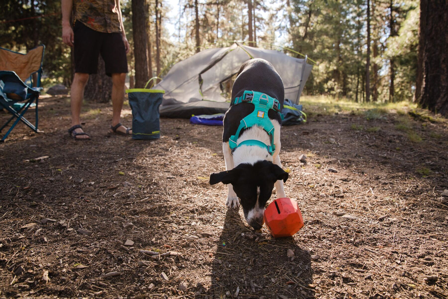 Ruffwear Front Range Collar | SALE | Medium & Large Breeds