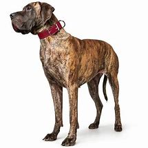 Hunter Aalborg Special Leather Collar