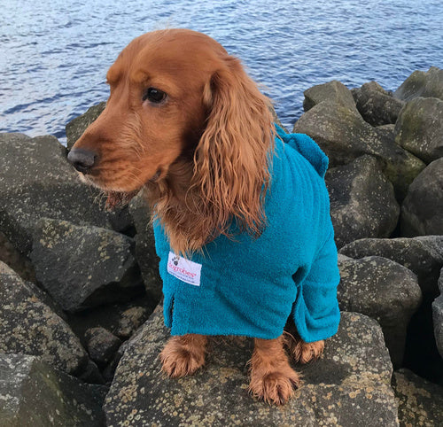 spaniel stood on rocks wearing a drying robe