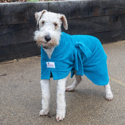 a fox terrier stood wearing a drying robe