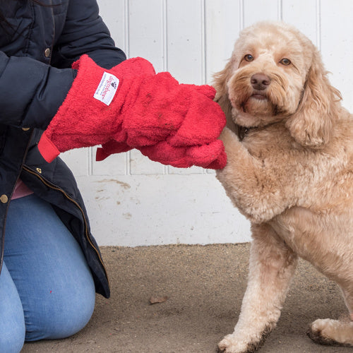 a cockapoo having her paw dried using drying mitts