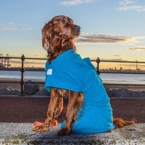 a spaniel sat in a drying robe