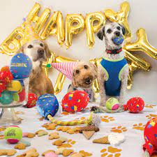 Kong Occasions birthday balloon - Medium/Large