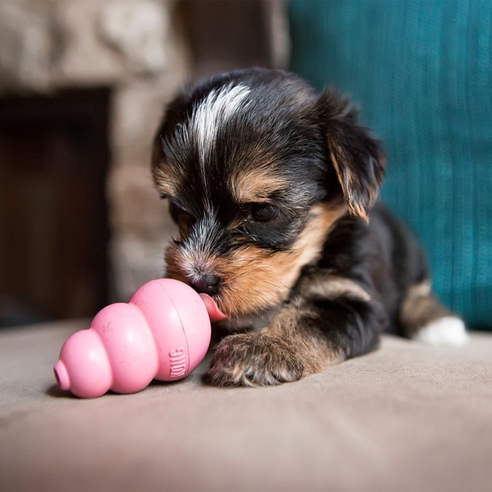 KONG Puppy from XS to L