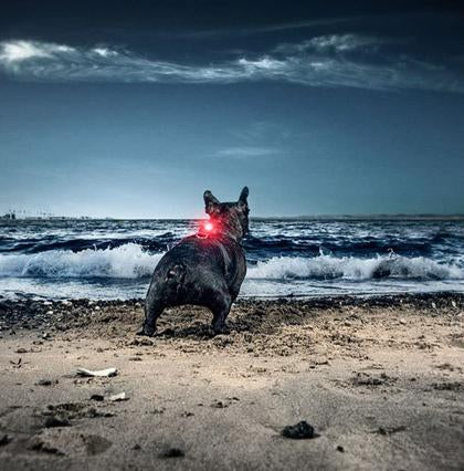 Orbiloc Dog Safety Light - Various Colours