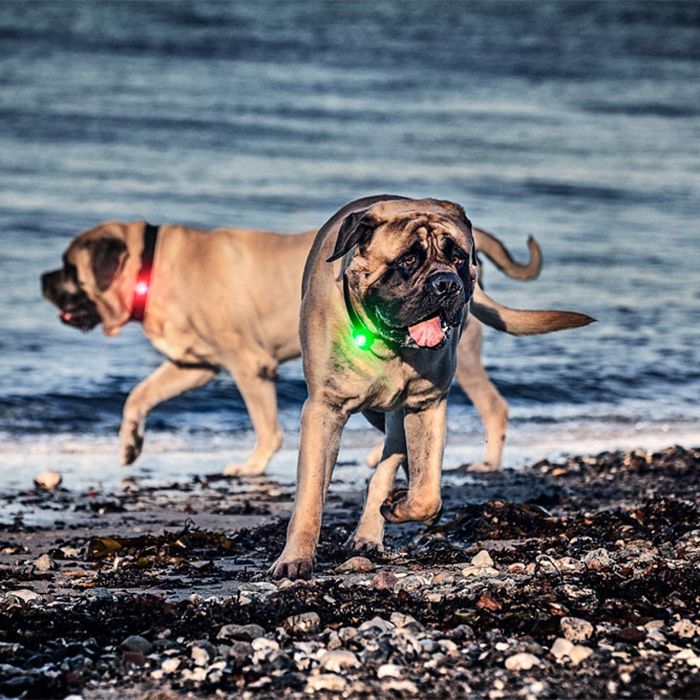 Orbiloc Dog Safety Light - Various Colours